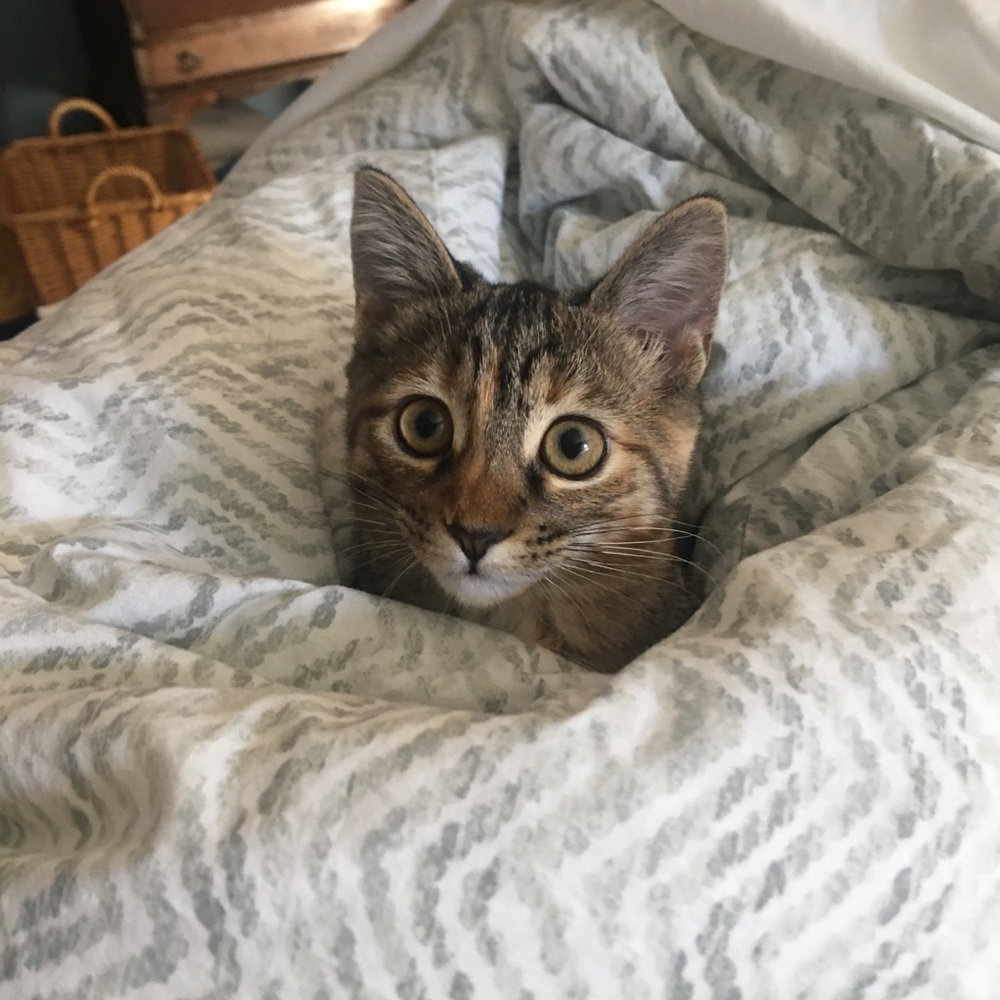 Meet your Posher, Chemin de Joie LLC